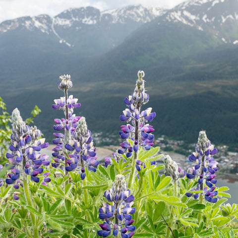 Juneau