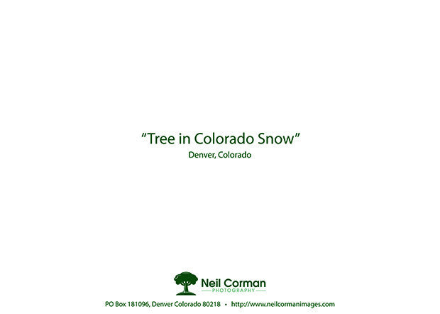 Back of Holiday Card