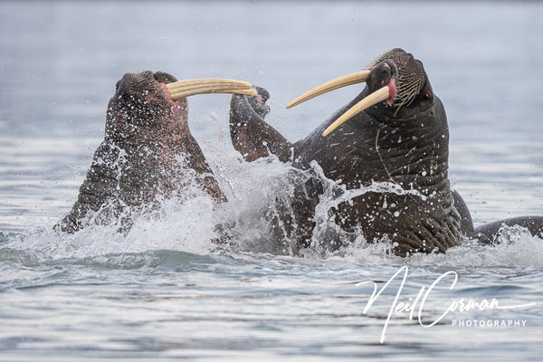 Two walrus playing in Svalbard